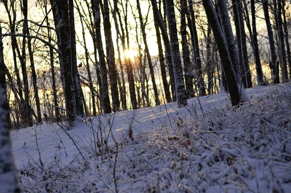 forest with meadow in winter and trees covered with snow