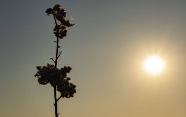 Gün batımında kuru bir bitkinin karanlık silueti.