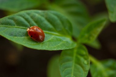 Yeşil bir bitkinin üzerindeki kırmızı uğur böceğine yakın plan