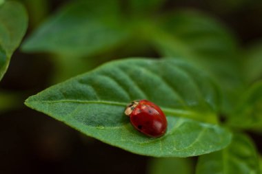 Yeşil bir bitkinin üzerindeki kırmızı uğur böceğine yakın plan