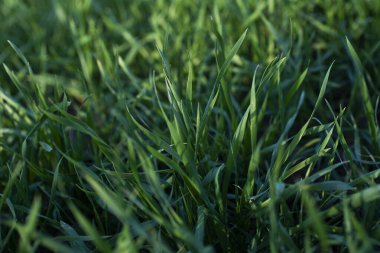 Parlak yeşil çimenler, çimenler, arka plan için genç buğdaylar