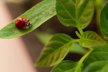 Yeşil bir bitkinin üzerindeki kırmızı uğur böceğine yakın plan