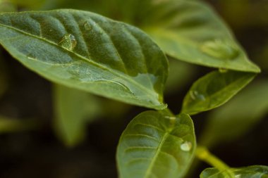 şeffaf su damlalarıyla kaplı açık yeşil yaprak.