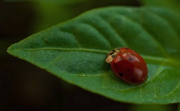 Primer Plano Una Mariquita Roja Una Planta Verde —  Fotos de Stock