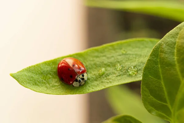 Primer Plano Una Mariquita Roja Una Planta Verde —  Fotos de Stock