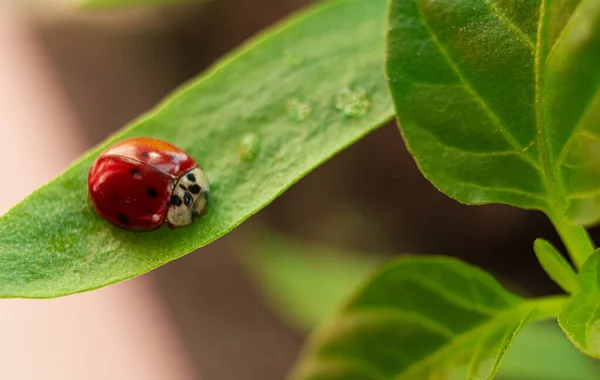 Primer Plano Una Mariquita Roja Una Planta Verde —  Fotos de Stock