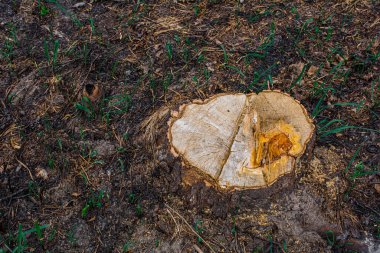 Yeşil çimenlikteki büyük bir ağacın kahverengi kütüğü.