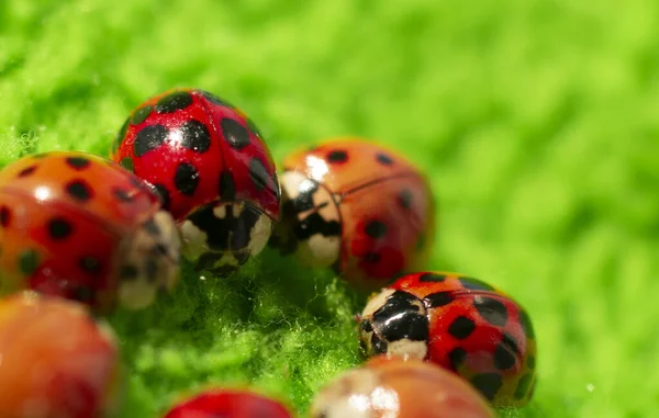 Petites Coccinelles Rouges Sur Tissu Vert Gros Plan Micro Shot — Photo