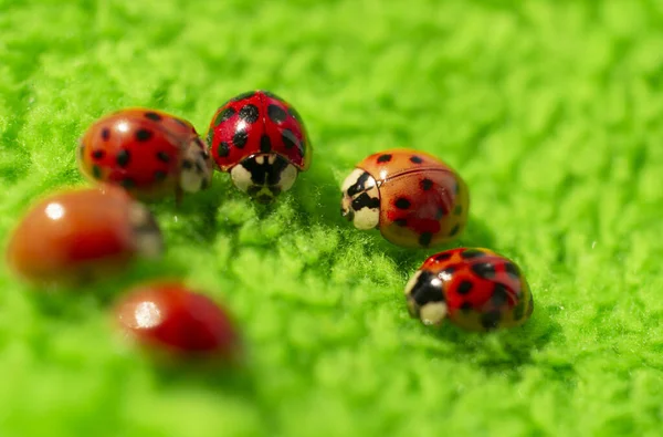 Pequeñas Mariquitas Rojas Tela Verde Cerca Micro Disparo — Foto de Stock