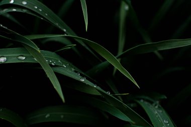 Koyu yeşil çimenlere şeffaf su damlaları düşer. Yakından çekilir.