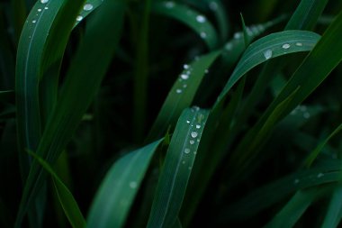 Koyu yeşil çimenlere şeffaf su damlaları düşer. Yakından çekilir.