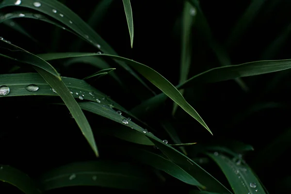 Gocce Acqua Trasparenti Erba Verde Scuro Fotografato Vicino — Foto Stock