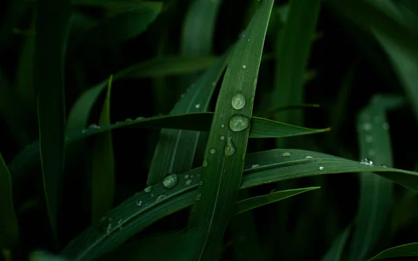 Gocce Acqua Trasparenti Erba Verde Scuro Fotografato Vicino — Foto Stock