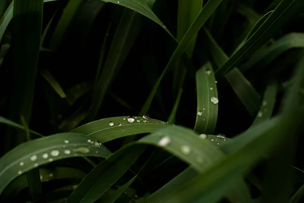 Прозрачные Капли Воды Темно Зеленой Траве Сфотографированные Вблизи — стоковое фото