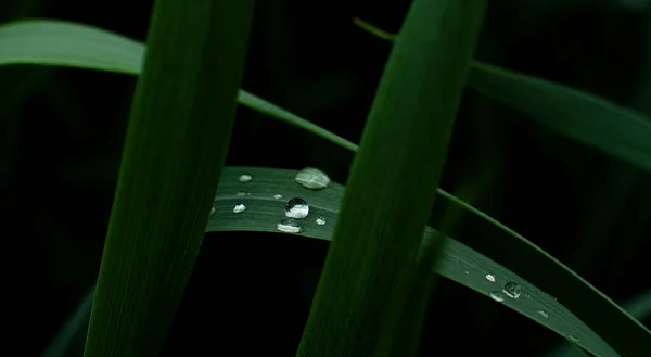 Gocce Acqua Trasparenti Erba Verde Scuro Fotografato Vicino — Foto Stock