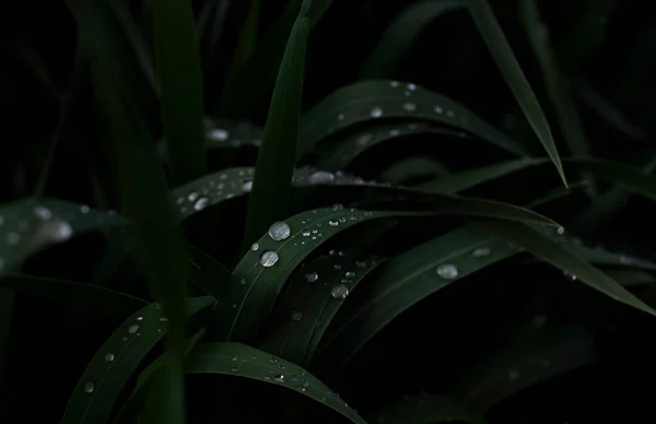 Gotas Agua Transparentes Sobre Hierba Verde Oscuro Fotografiado Cerca —  Fotos de Stock