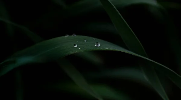 Gocce Acqua Trasparenti Erba Verde Scuro Fotografato Vicino — Foto Stock