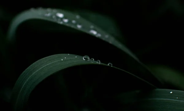 Gocce Acqua Trasparenti Erba Verde Scuro Fotografato Vicino — Foto Stock