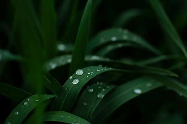 Gocce Acqua Trasparenti Erba Verde Scuro Fotografato Vicino — Foto Stock