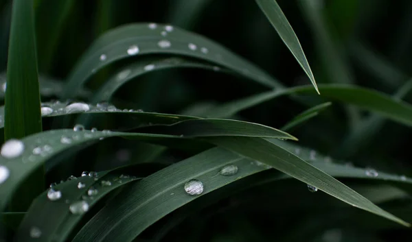 Gocce Acqua Trasparenti Erba Verde Scuro Fotografato Vicino — Foto Stock