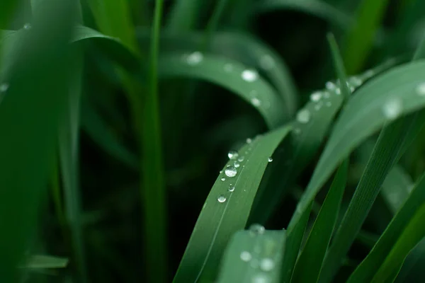 Прозрачные Капли Воды Темно Зеленой Траве Сфотографированные Вблизи — стоковое фото