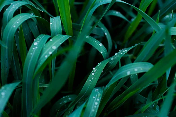 深绿色的草地上的透明水滴近照 — 图库照片