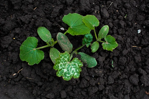 green little plant planted on wet black soil and photographed close up