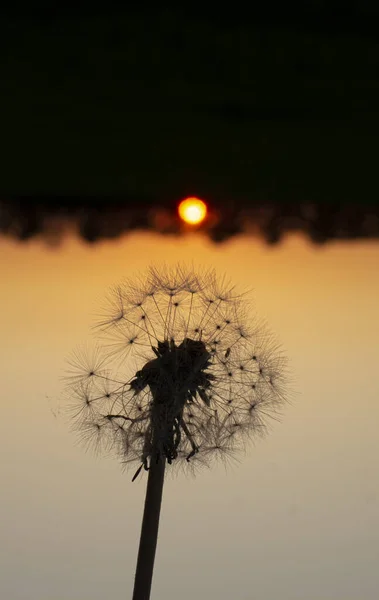 Silhouette Eines Löwenzahns Gras Vor Dem Hintergrund Des Sonnenuntergangs — Stockfoto