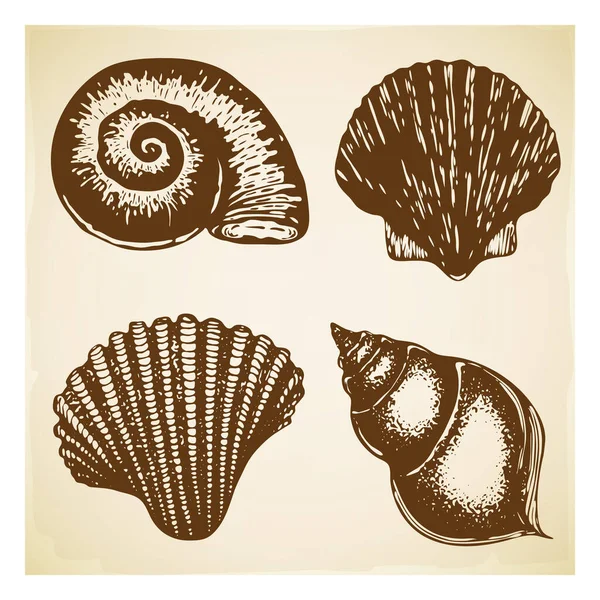 Vintage Hand drawn seashell collection. Set of various beautiful engraved mollusk marine shells on retro textured background. Realistic sketch of cockleshell like conch, oyster, spiral, clam, scallop — Stock Vector