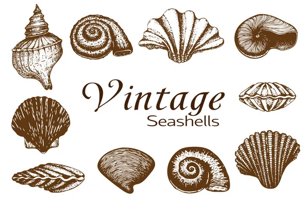 Big seashell collection. vintage Hand drawn Set of various beautiful engraved mollusk marine shells isolated on white. Realistic sketch of cockleshell like conch, oyster, spiral, clam, scallop. — Stock Photo, Image