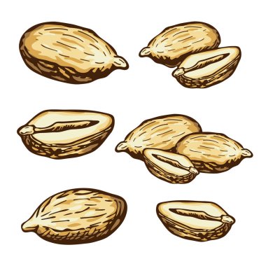 El çizimi vektör fıstık koleksiyonu. Beyaz arka planda izole edilmiş retro-vintage tarzında oymalı renkli fıstık tohumları. organik yiyecek. Bar ya da bar yemekleri, bira aperatifleri. Fıstık ezmesi yemek malzemesi