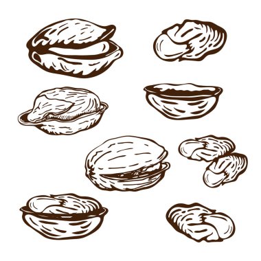 El yapımı fıstıklı fındık beyaz arka planda izole edilmiş. Vektör oymalı fındık çizimi, açık şam fıstığı ve klasik tarzda özet çizimi. Sağlıklı atıştırmalık, bira iştahı. Ekolojik tasarım için harika.