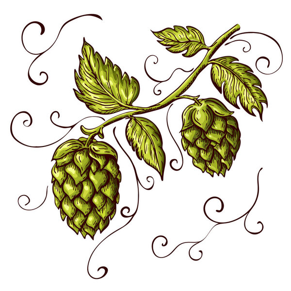 hand drawn hops plant illustration isolated on white. vector hop on a branch with leaves and cones in engraving vintage style with curly tendrils great for packing, beer label design, pub emblem et