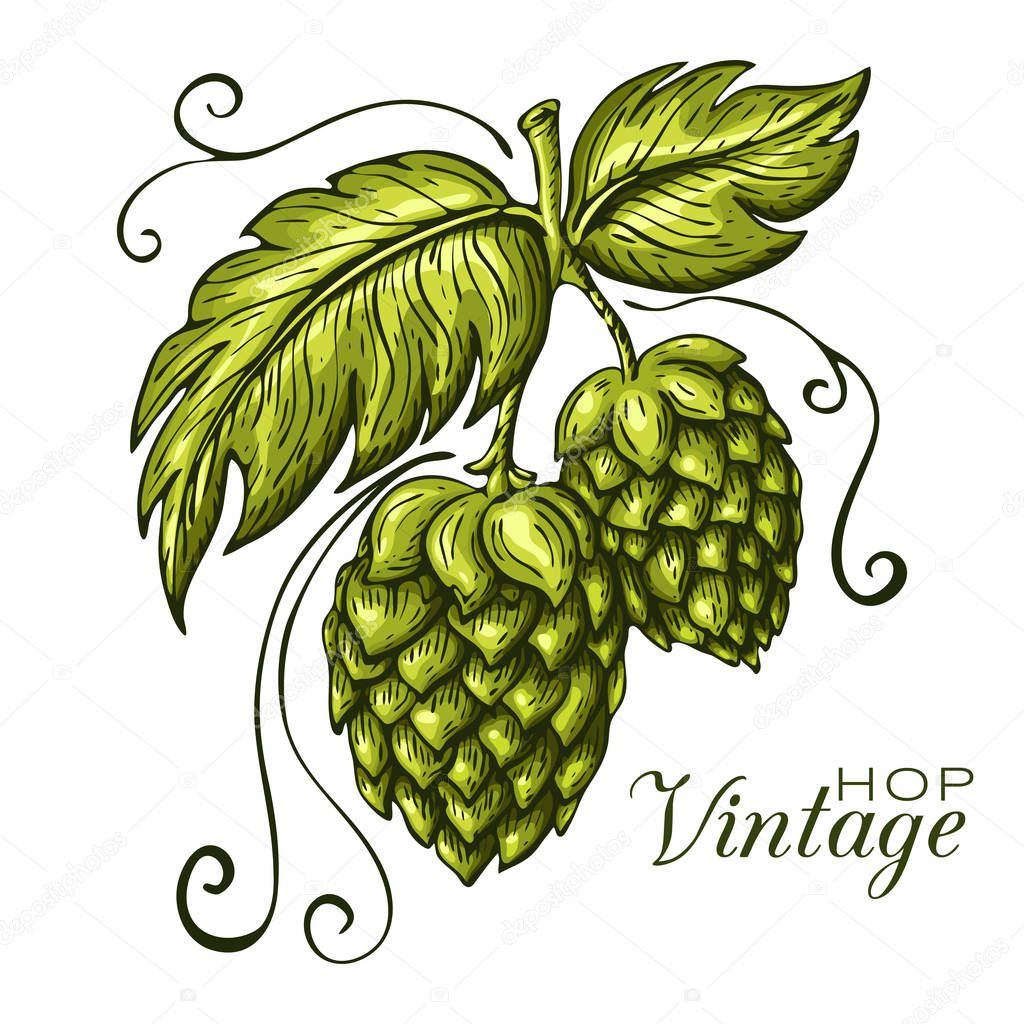 hand drawn green hop plant illustration isolated on white background. vector hops branch with leaves in engraving vintage style. craft beer badge template, pub or eco brewery logo, label concept