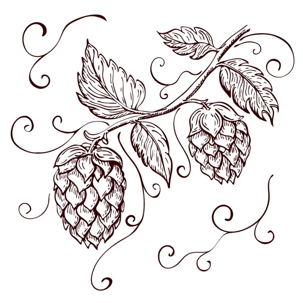 Hand drawn hops plant illustration isolated on white. hop on a branch with leaves and cones in engraving vintage style with curly tendrils great for packing, beer label design, pub emblem et — 스톡 사진