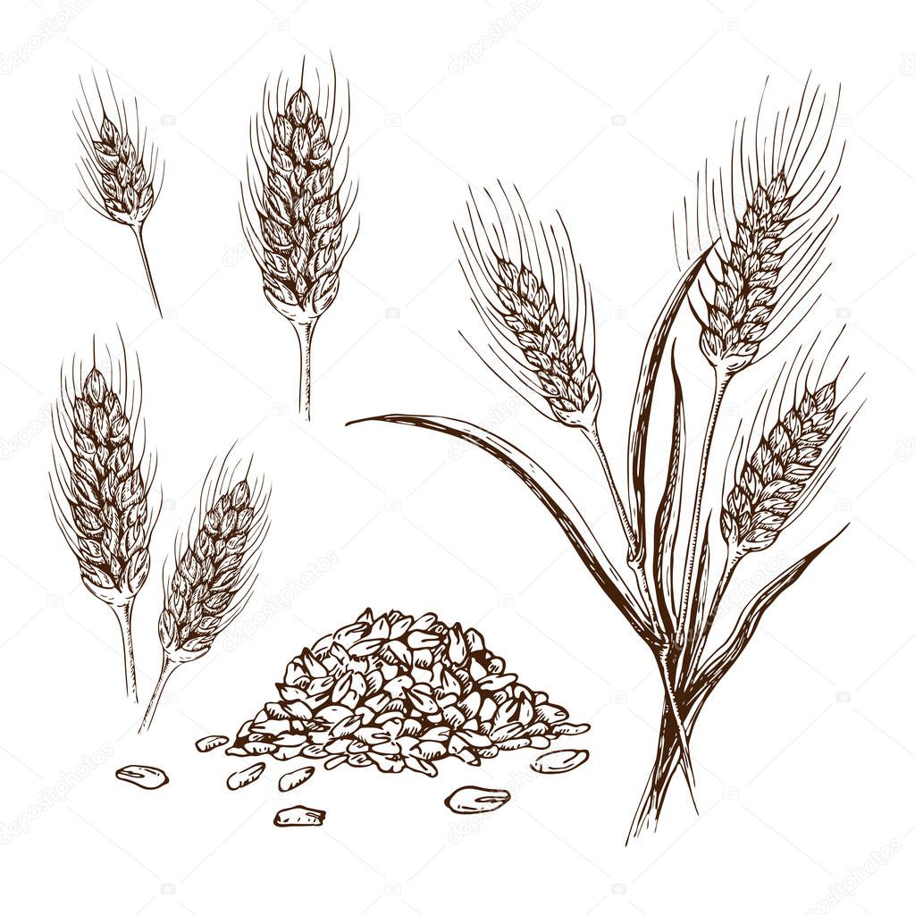 Vector hand drawn wheat or barley isolated on white background. Wheat collection in engraved vintage style. various wheat ears, heap of grains, malt or barley spikelets realistic sketch illustration
