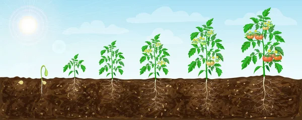 Stades Croissance Des Plants Tomate Graine Floraison Maturation Illustration Champ — Image vectorielle