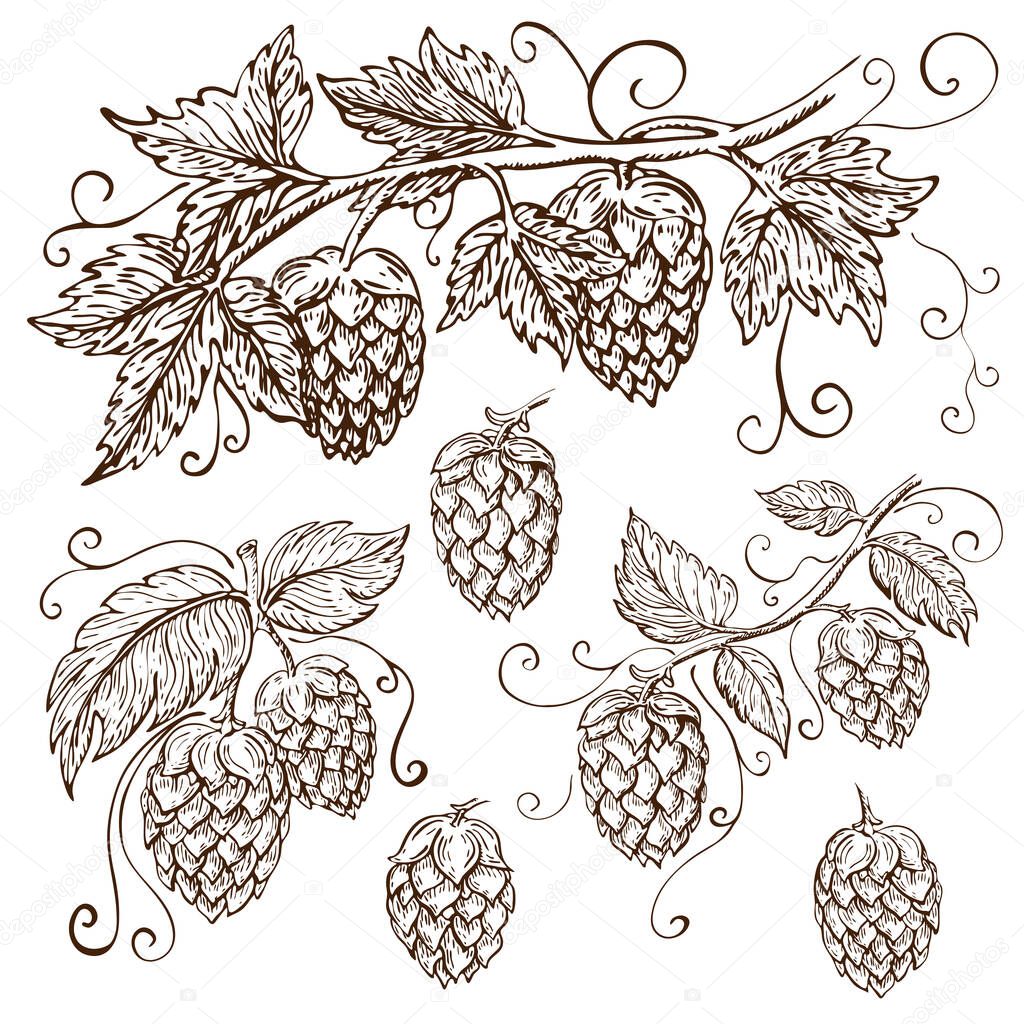 hand drawn hops collection isolated on white. hop illustration with leaves, branches and cones in engraving vintage style with curly tendrils. great for packing, beer label design, pub emblem