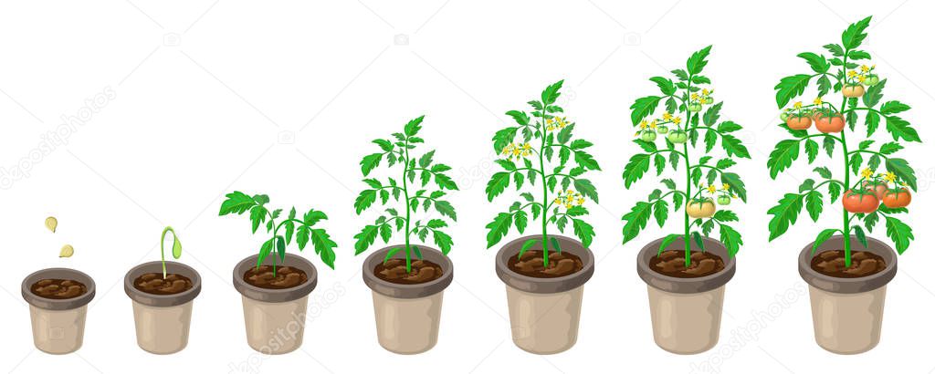 tomato plants in pot. tomatoes growth stages from seed to flowering and ripening. vector illustration of healthy tomatoes life cycle isolated on white backdrop.organic gardening. city farm infographic