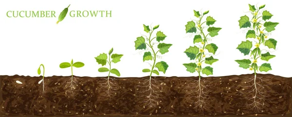 Στάδια ανάπτυξης των φυτών αγγούρι από τους σπόρους στην ανθοφορία και ωρίμανση. απεικόνιση του αγγουριού feld και του κύκλου ζωής των υγιών φυτών με υπόγειο σύστημα ριζών που απομονώνονται σε λευκό. βιολογική κηπουρική. — Διανυσματικό Αρχείο
