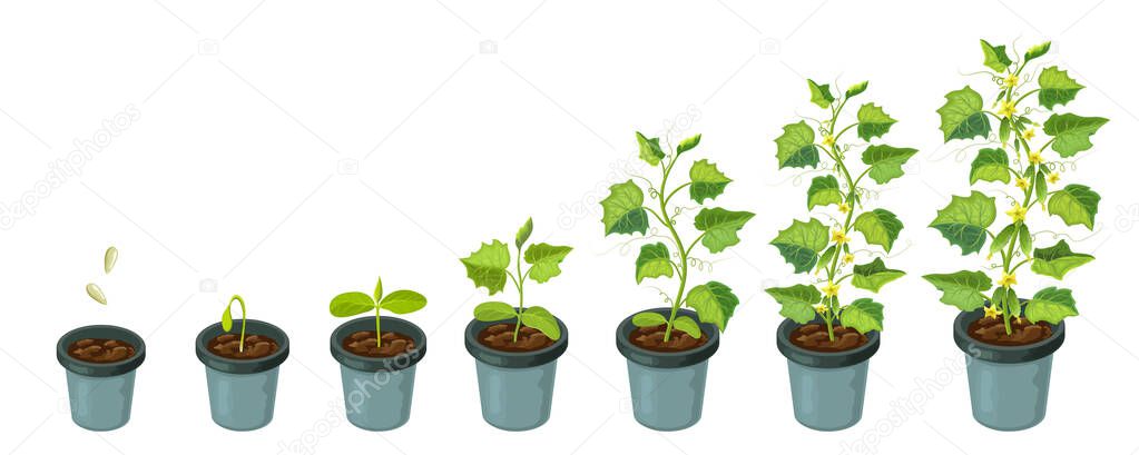 cucumber plants in pot. cucumber growth stages from seed to flowering and ripening. vector illustration of healthy plants life cycle isolated on white backdrop.organic gardening. city farm infographic