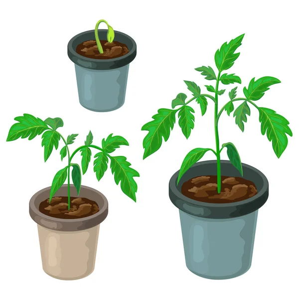 Planta Tomate Vaso Isolado Mudas Tomate Jovens Saudáveis Envasadas Vetor — Vetor de Stock