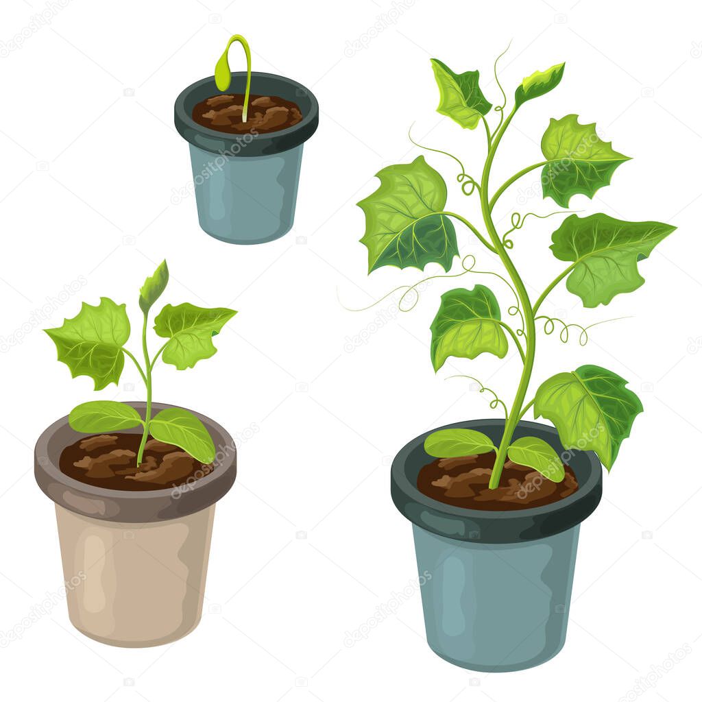 cucmber plant in pot isolated. healthy young cucumber seedlings potted. Vector realistic illustration of cucumber sprouts and growing process in fertile soil.green shoots. springtime gardening farming
