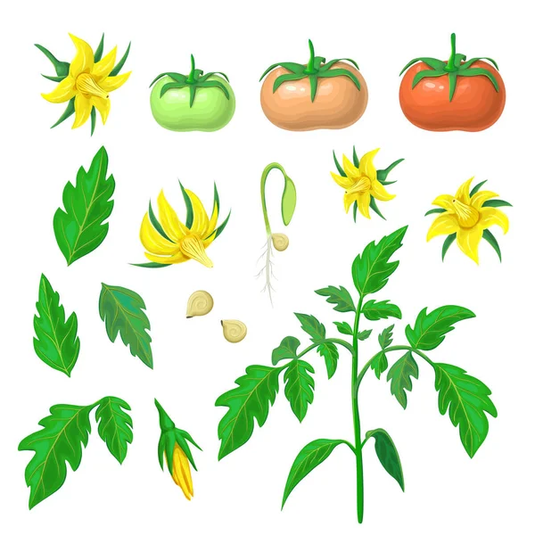 Morphologie Tomate Saine Parties Tomates Ensemble Plantes Plante Tomate Fruits — Image vectorielle