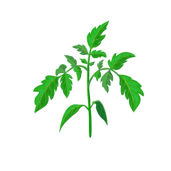 Ramo Planta Tomate Saudável Folha Verde Isolada Branco Ilustração Vetorial —  Vetores de Stock