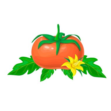 Beyaz arka planda izole edilmiş kırmızı olgun domates. Yeşil yapraklı ve sarı çiçekli büyük domates meyvesinin vektör çizimi. logo, etiket, ürün tasarımı için parlak ve gerçekçi sebze bileşimi.