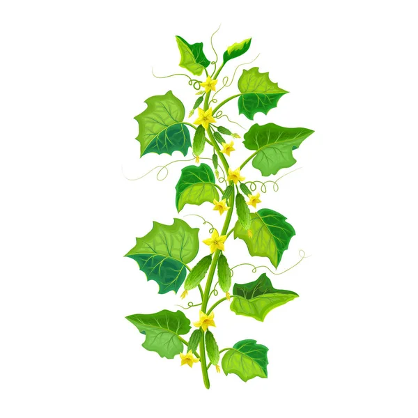 Illustrazione pianta cetriolo vettore isolato su bianco. cespuglio di cetriolo fiorito sano con cetriolo verde e frutti maturi su rami. icona vegetale realistica per il giardinaggio o la progettazione agricola — Vettoriale Stock