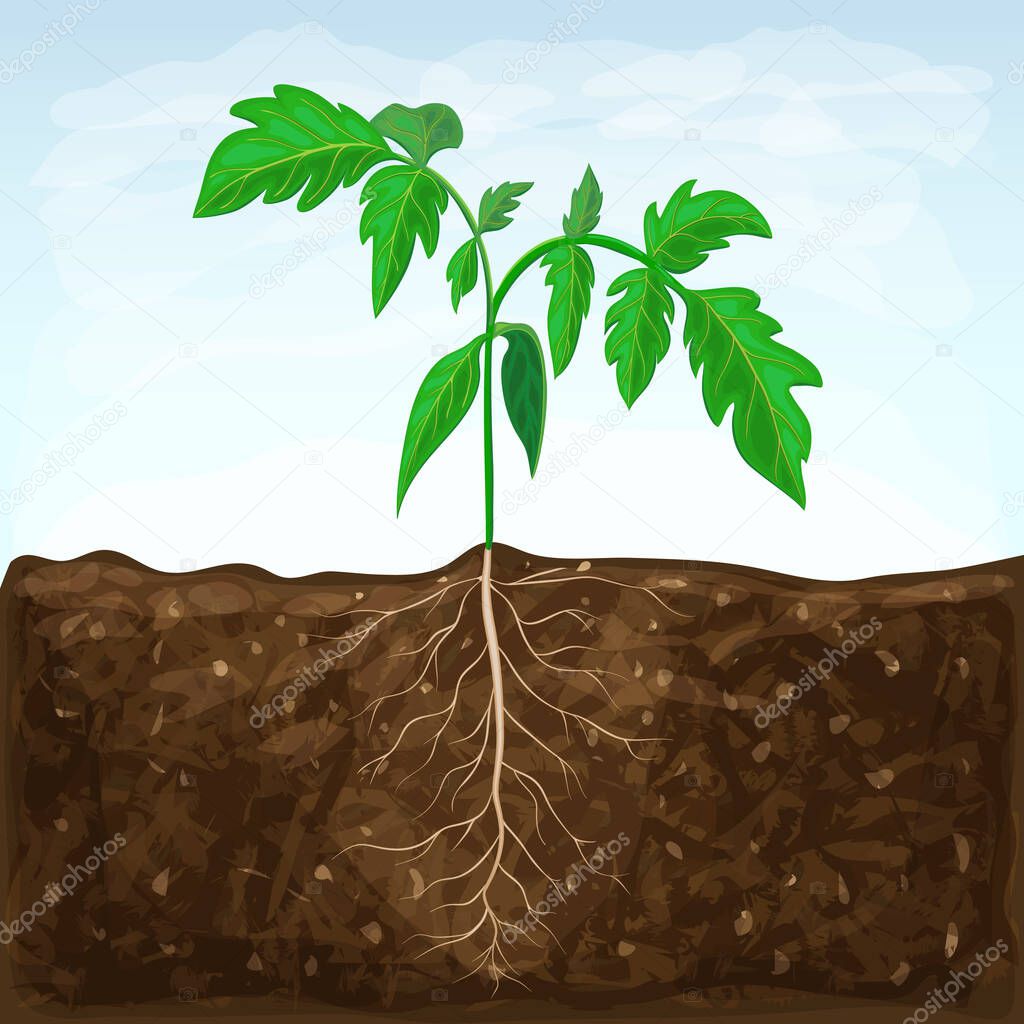 Young seedling of vegetable grows in fertile soil. sprout with underground root system in ground on blue sky background. green shoot vector illustration. spring sprout of healthy tomato plant.