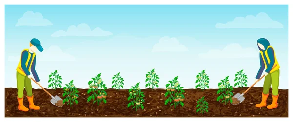 Landbouwers Aan Het Werk Het Veld Tomaten Rijen Vector Illustratie — Stockvector