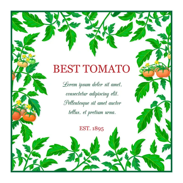 赤い熟したトマトの実とベクトルラベルやバナー 緑の葉 黄色の花とテキストのための場所と正方形のトマトの組成 新鮮な野菜のフレーム 有機健康食品のバナー — ストックベクタ